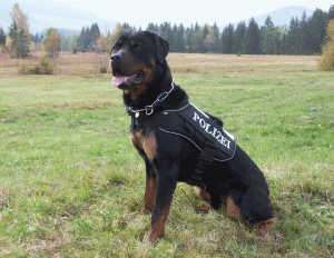 Wenn die Polizeihündinnen das wüßten (hier - politisch unkorrekt - ein Archivfoto des Polizeihundes Max vom Hallwirsee der Kapo Schwyz aus einem Polizeibericht vom 13.11.2008)