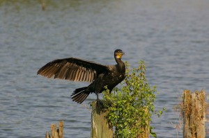 Kormoran