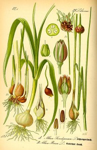 Alpenschnittlauch (Schlangenlauch): Die Zwiebeln wirken in der Naturmedizin verdauungsfördernd und desinfizierend. Verwendung findet Schlangen-Lauch in der Behandlung von Abszessen und der Amöbenruhr. Sein Zwiebelnsaft wirkt insektenvertreibend.