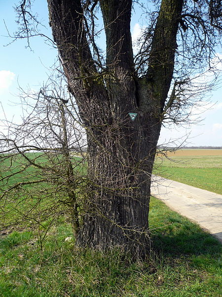 Als Naturdenkmal unter Schutz: Alter Birnbaum in Deutschland (Foto: Obst24.ch)